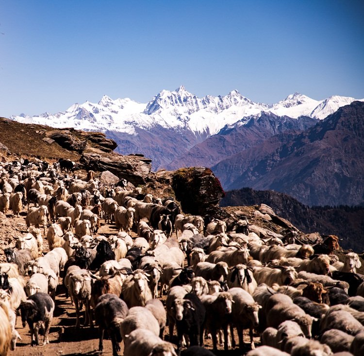 Chanshal Pass: Himachal’s Hidden Crown Above the Clouds
