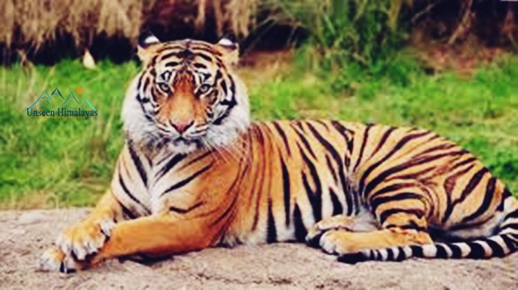 International Tiger Day